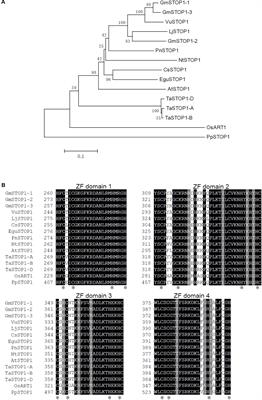 Functional Conservation and Divergence of Soybean GmSTOP1 Members in Proton and Aluminum Tolerance